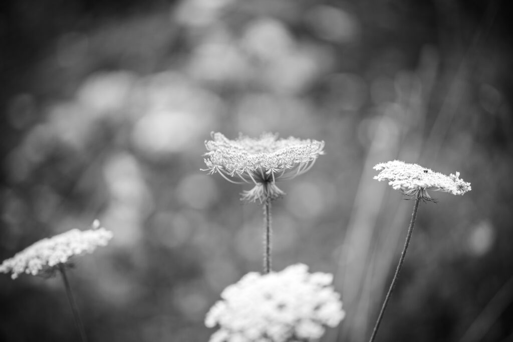 Portraitshooting-Blütenmeer-weiß-Portraitbilder-Frauenportrait-Outdoorshooting-natürliche Fotografie