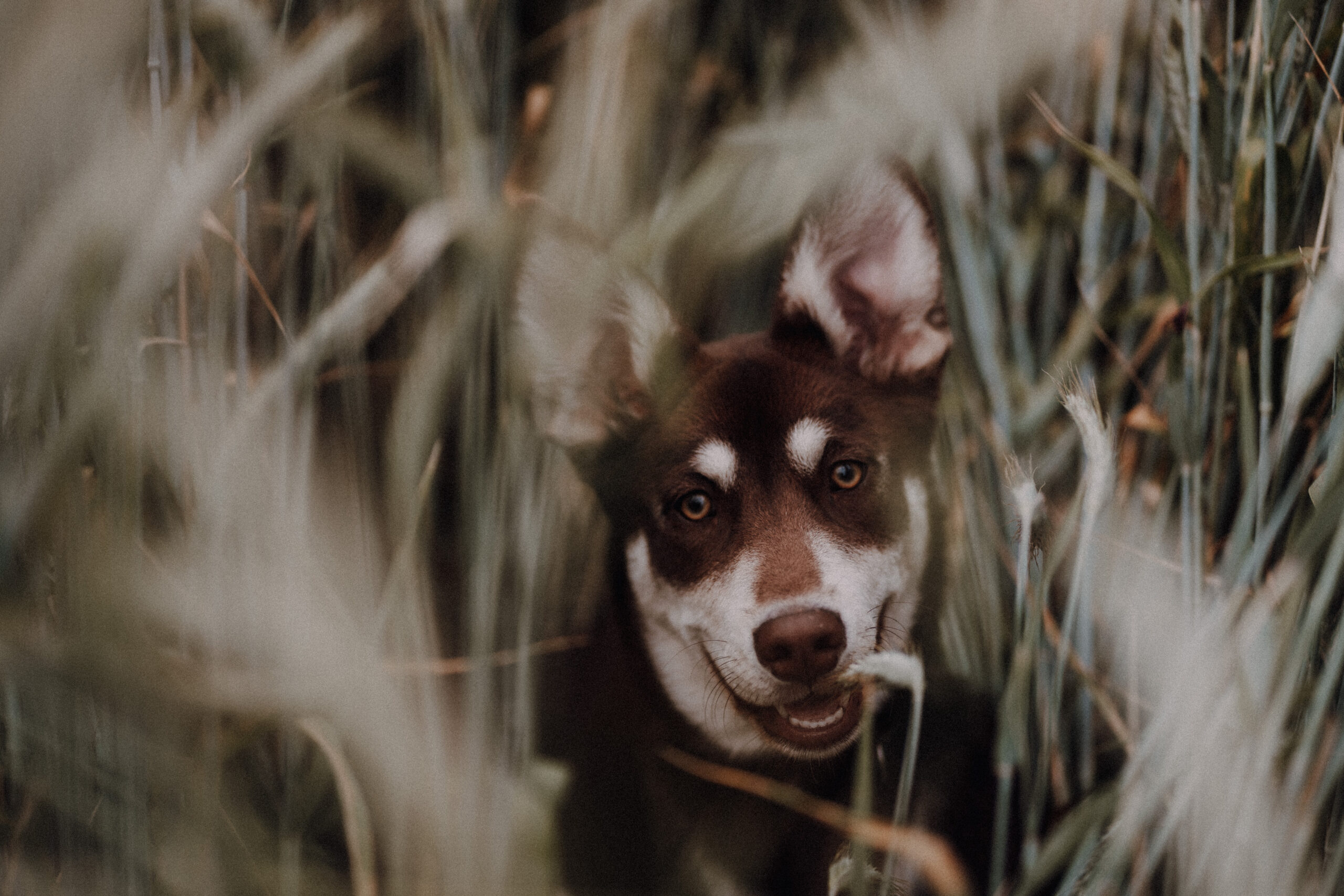 Mama und Mini, Familienshooting, Sommerwiese, Sommershooting, Mutter und Tochter. Familienfotografin Hirschaid Bamberg